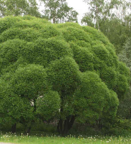 Salix fragilis 'Bullata'