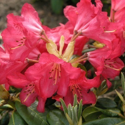 Rododendron 'Mauritz' FinE