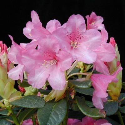 Rododendron 'Venla' FinE
