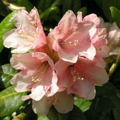 Rododendron 'Vieno' FinE