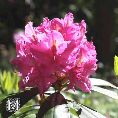 Rododendron 'Kristiina' FinE