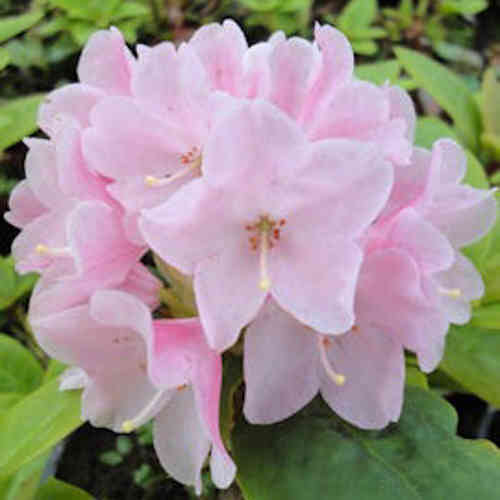 Rododendron 'Suvi' FinE