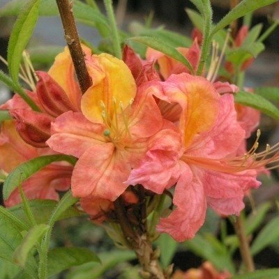 Rhododendron Ghent-ryhmä