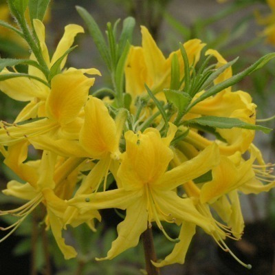 Rhododendron Ghent-ryhmä