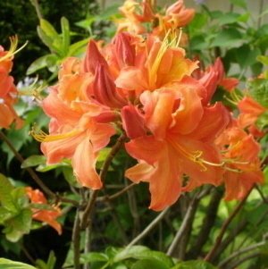 Rhododendron x 'Mandarin Lights'