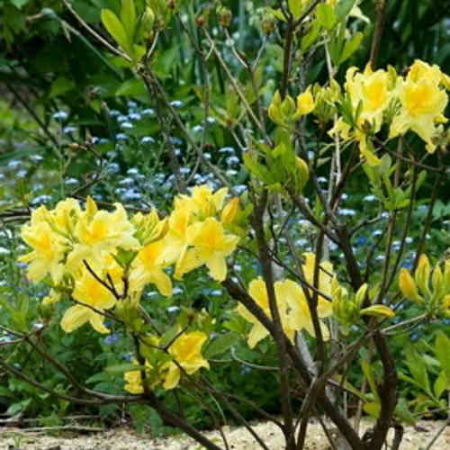Rhododendron x 'Lemon Lights'