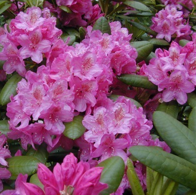 Rododendron 'Haaga' 