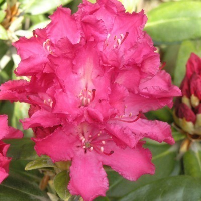 Rododendron 'Hellikki'
