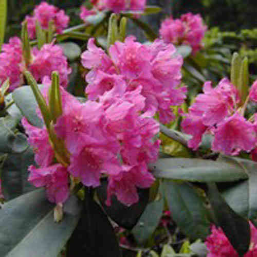 Rododendron 'Raisa' FinE