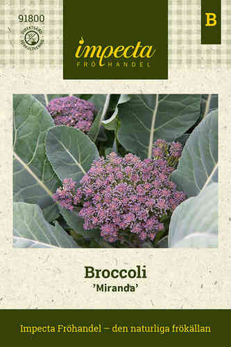 Broccoli 'Miranda'