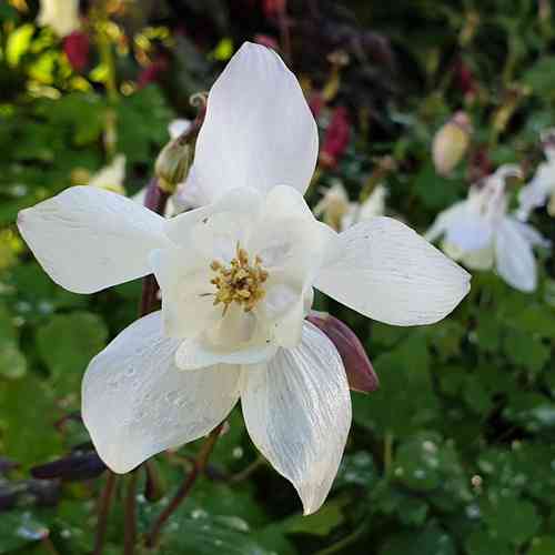Aquleigia c. 'Spring Magic White'
