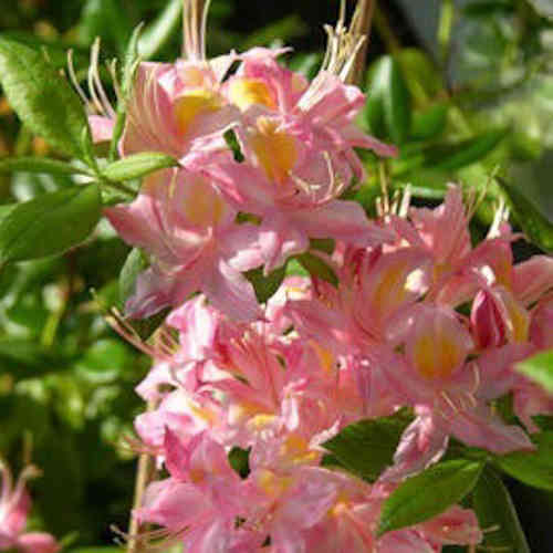  Rhododendron 'Adalmina'