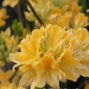 Rhododendron viscosum 'Lemon Drop'