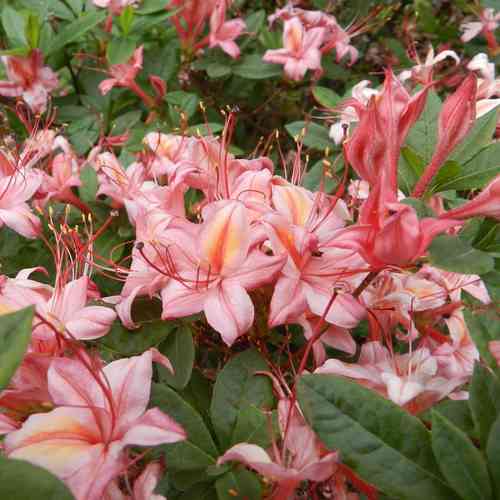 Rhododendron viscosum 'Pensylvania'