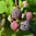 Rubus idaeus 'Glen Coe'