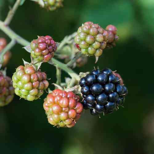 Rubus fruticosus 'Little Black Prince'