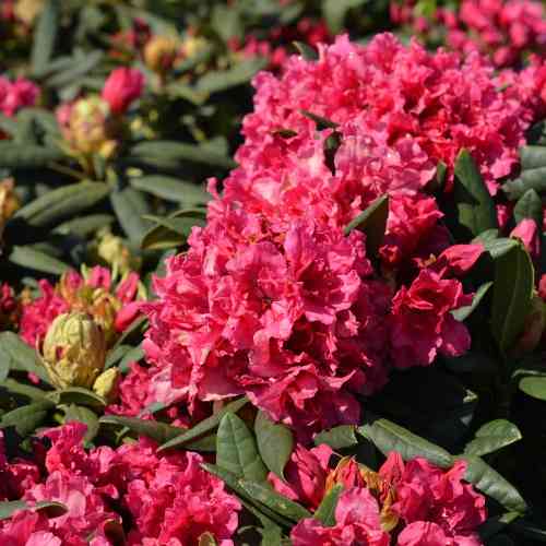  Rhododendron 'Double Kisses'