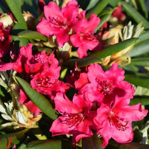 Rhododendron 'Neon Kiss'