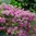 Rhododendron x fraseri