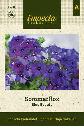 Sommarflox 'Blue Beauty'