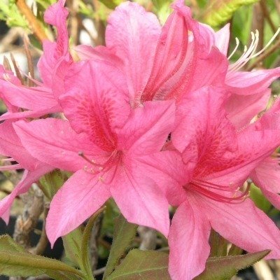 Rhododendron x 'Rosy Lights'