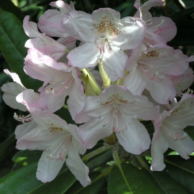 Rododendron 'Mikkeli'