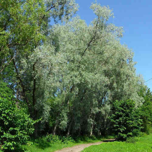 Salix alba var. sericea 'Sibirica'
