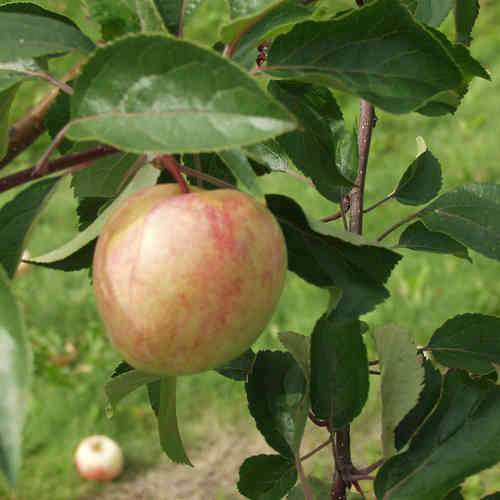 Hillittykasvuinen omenapuu 'Sokerimiron'