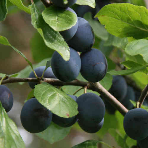 Prunus domestica 'Sinikka'