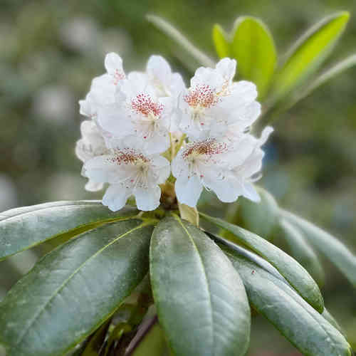Rododendron Mustila