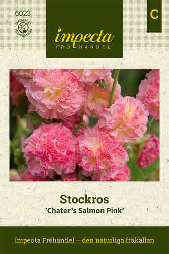 Stockros 'Chater's Salmon Pink'