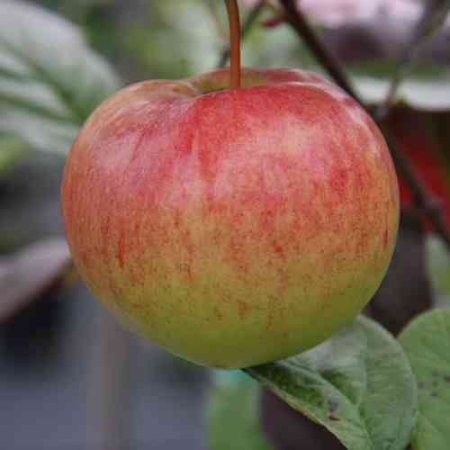 Hillittykasvuinen omenapuu 'Keltakaneli' 