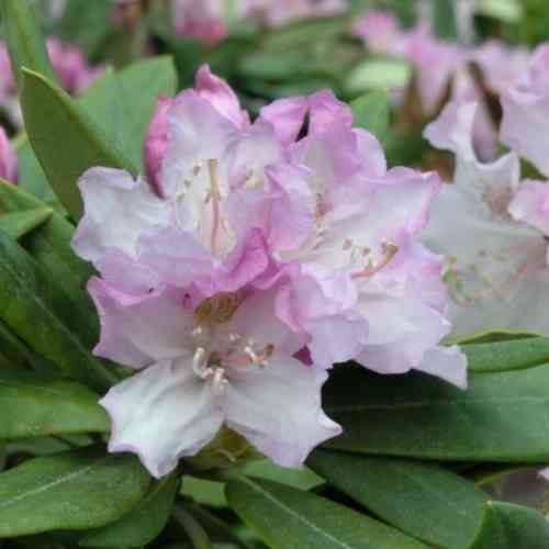 Rhododendron Caucasicum-ryhmä