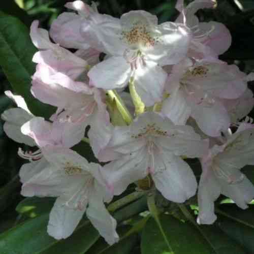 Rhododendron Tigerstedtii-ryhmä 