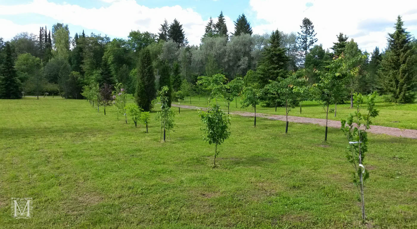 Peterin puisto