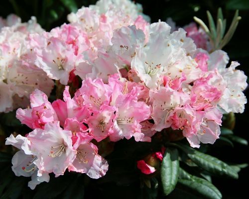 Utländska rhododendron