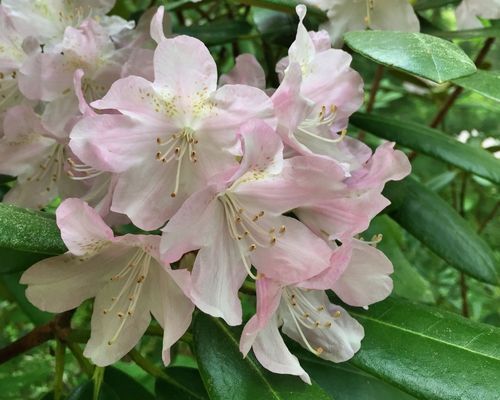 Rhododendron