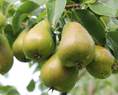 Päärynäpuut