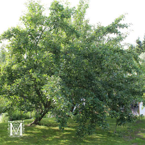 Malus domestica