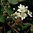 Rubus Karhunvattu-Ryhmä