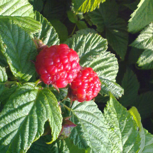 Rubus idaeus