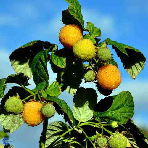 Syysvadelma 'Fallgold'