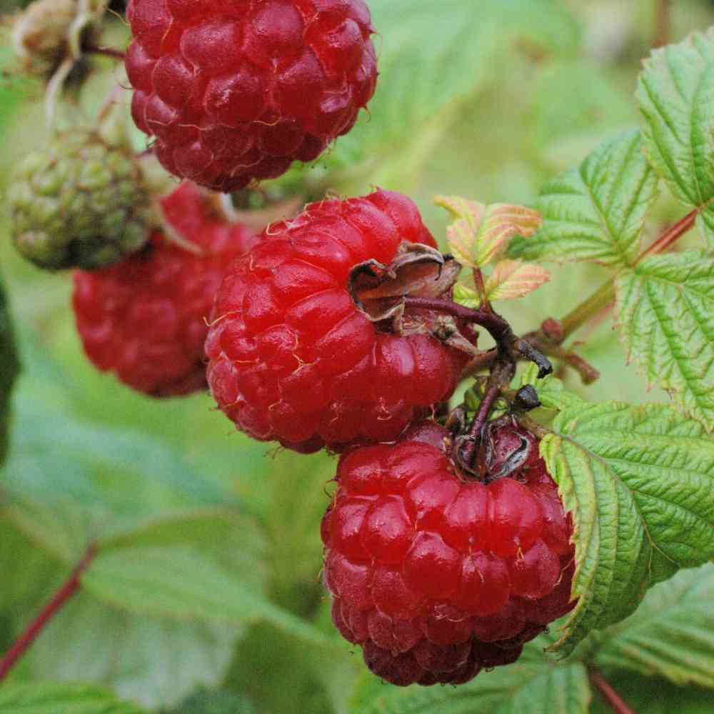 Rubus idaeus