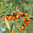 Hippophae rhamnoides