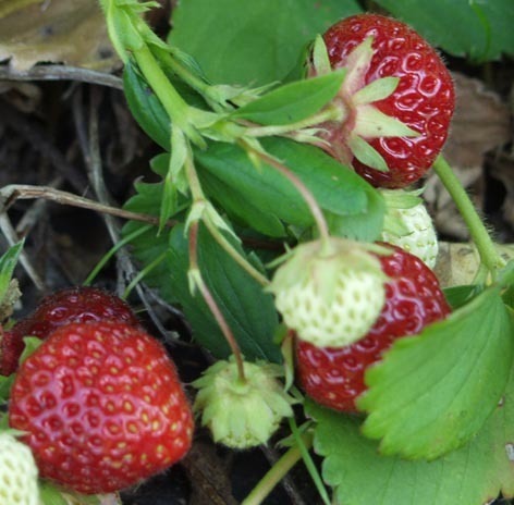 Fragaria x ananassa