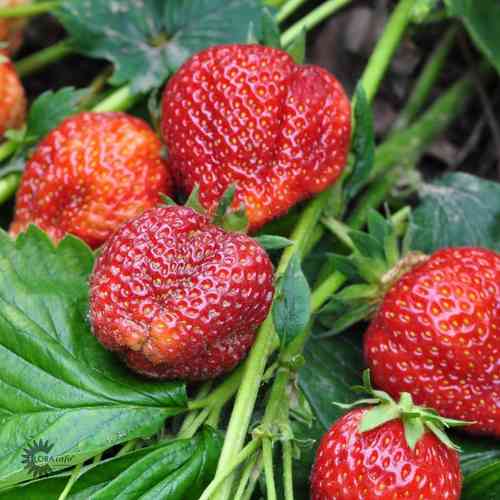 Fragaria x ananassa