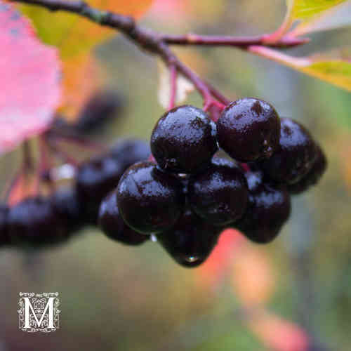 Marja-aronia 'Viking' 