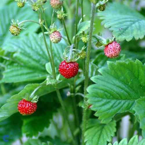 Fragaria vesca var. semperflorens