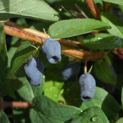 Lonicera caerulea var. kamtschatica