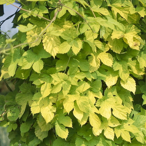 Humulus lupulus - MUSTILA TRÄDGÅRD